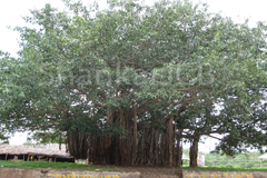 Ficus benghalensis